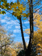 Beautiful lightning in trees in fall time