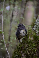 bird on a branch in forest