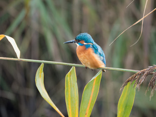 Common kingfisher or Alcedo atthis on a branch