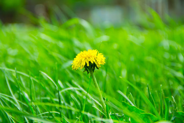 Green grass and dandelion