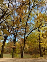 Fototapeta premium Beautiful lightning in trees in fall time