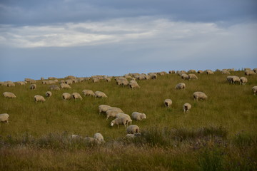 A Flock of Grazing Sheep on a Field in New Zeeland