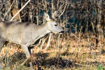 Deer in forest