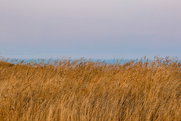 An evening view of tall dry grass on a cliff at the Sussex coast, during a hot summer