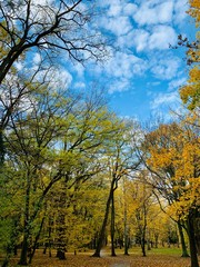 Beautiful lightning in trees in fall time