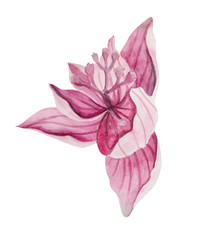 Watercolor detailed flower of Medinilla, for design compositions.