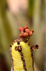 Detail eines Kaktus, Pflanze, Blüte, Natur