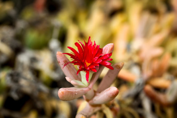 Detail eines Kaktus, Pflanze, Blüte, Natur 