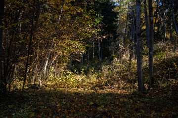 forest details in late autumn at countryside