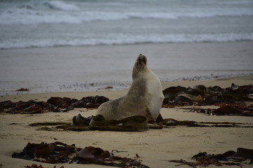 Majestic Seal Stranded on Beach 