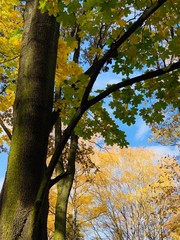 Beautiful lightning in trees in fall time