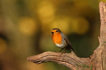Herbstliche Idylle: Rotkehlchen auf einem Ast