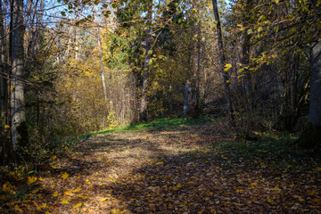 empty country road in autumn covered in yellow leaves