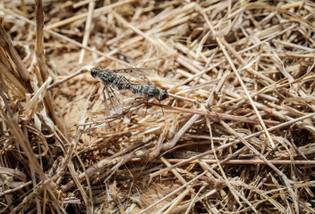 Insekten, Fliegen bei der Paarung