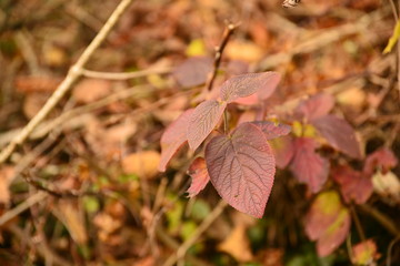 Herbst Landschaft bunt