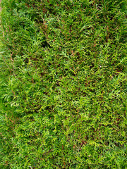 Fototapeta premium Background with pine leaf