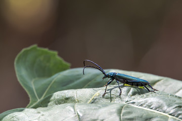 The musk-hive (Aromia moschata) is a beetle species and belongs to the family of longhorn beetles. He is the only representative of the genus Aromia, which is native to Europe ^. Concept: animals or i