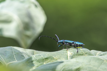 The musk-hive (Aromia moschata) is a beetle species and belongs to the family of longhorn beetles....