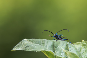 The musk-hive (Aromia moschata) is a beetle species and belongs to the family of longhorn beetles. He is the only representative of the genus Aromia, which is native to Europe ^. Concept: animals or i