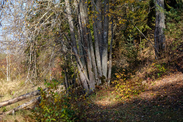 forest details in late autumn at countryside