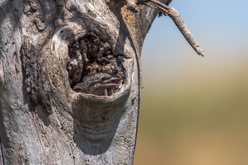 The wryneck (Jynx torquilla) is the only European representative of the genus Jynx. Here a Jungvoge looks out of the tree cave. Concept: animals or birds