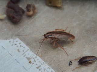 A cockroach stuck to the sticky paper. Domestic insect.