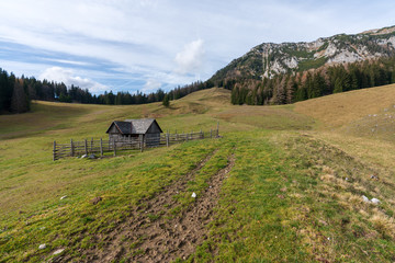 Tier Koppel im Gebirge