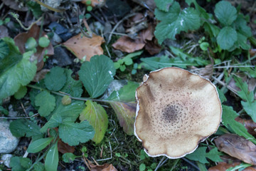 Mushroom in the forest