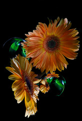 Two orange gerberas and  improvization by green and blue light  in black background