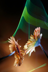 Two orange gerberas and  improvization by green and ochre light  in black background