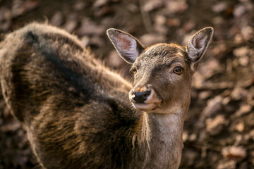 Portrait of cute brown female of european fallow deer with yellow eyes looking up, blurry...