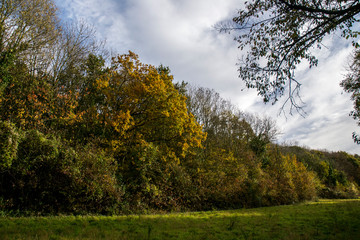 Champ et forêt