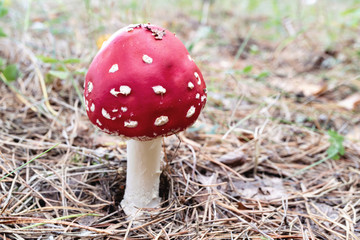 red fly agaric close-up growing in the forest natural environment