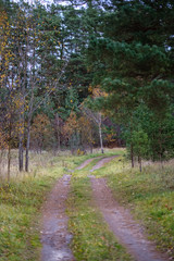 lonely trees with last colored leaves in branches shortly before winter