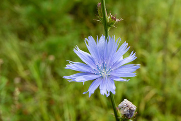 Obraz premium purple chicory flower on green grass background