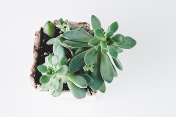 succulent plant on a white background