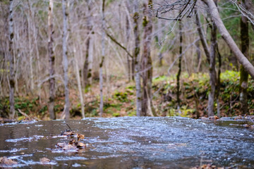 autumn colored trees and leaves in branches in park near body of water