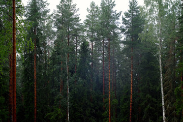 Obraz premium Dunkler Pinienwald mit mystischer Stimmung im Nebel