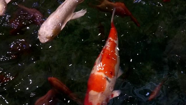 Animals Koi, Fancy carps fish are swimming in water