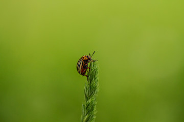 Insekten