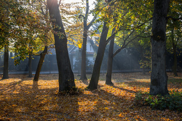 shadows sunbeams and colors of the autumn in the park