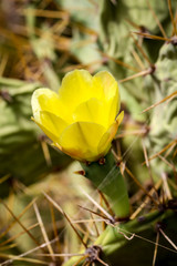 Detail eines Kaktus, Pflanze, Blüte, Natur 