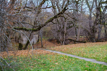 lonely trees with last colored leaves in branches shortly before winter