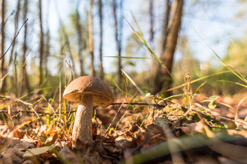 Mushroom in forest