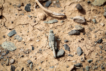 Grashüpfer, Grille auf kargen Boden 