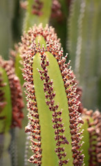 Detail eines Kaktus, Pflanze, Blüte, Natur 