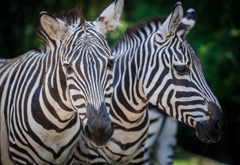 Naklejka na ściany i meble portrait of zebra