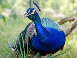 portrait of male peacock