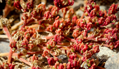 Detail eines Kaktus, Pflanze, Blüte, Natur 