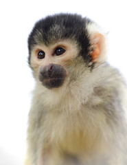 Portrait of squirrel monkey